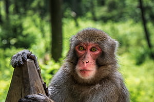 Monkey bokeh,  background, Monkey wallpaper