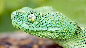 Atheris chlorechis, Snakes wallpaper