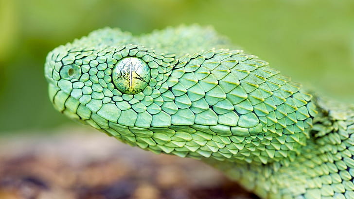 Atheris chlorechis, Snakes wallpaper