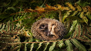 Sleeping, Hedgehogs wallpaper