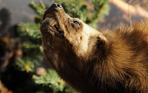 Bear , Bear , Bear , Bear wallpaper