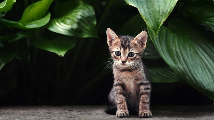 Kitten  ID426865,  , Kitten , Computer wallpaper