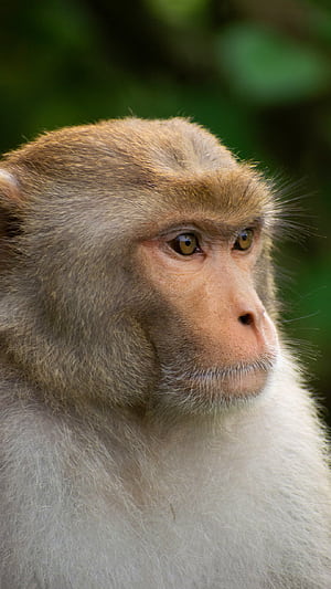 Monkey , Monkey , Monkey phone wallpaper