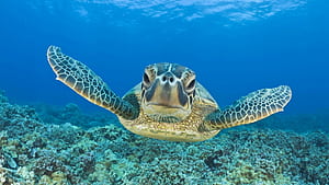 Turtle, turtle, animals wallpaper