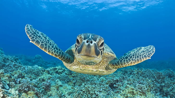 Turtle, turtle, animals wallpaper