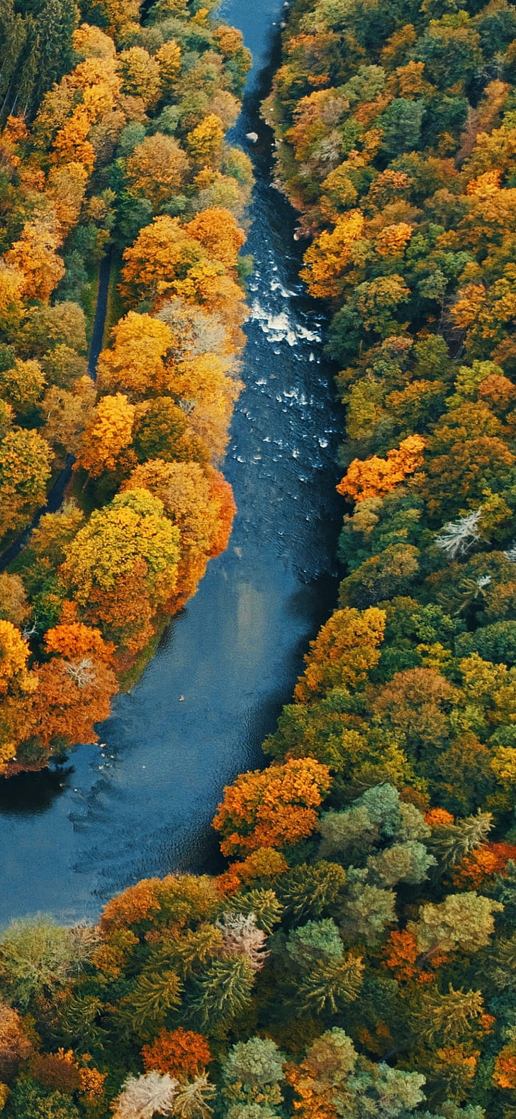 nature, forest phone wallpaper