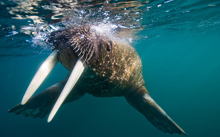 Underwater, Walrus wallpaper