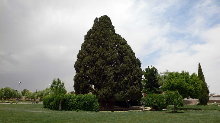 Abarkuh, Cypress Tree wallpaper