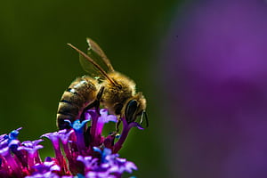 Bee, Insects wallpaper