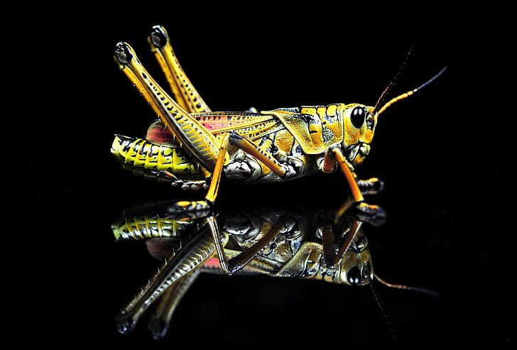 Grasshopper, Arjun singh omkar, , wallpaper