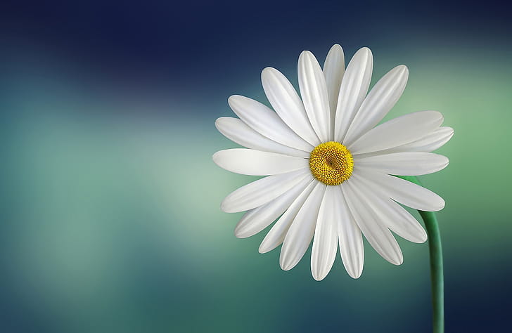 Daisy, daisy, flowers wallpaper
