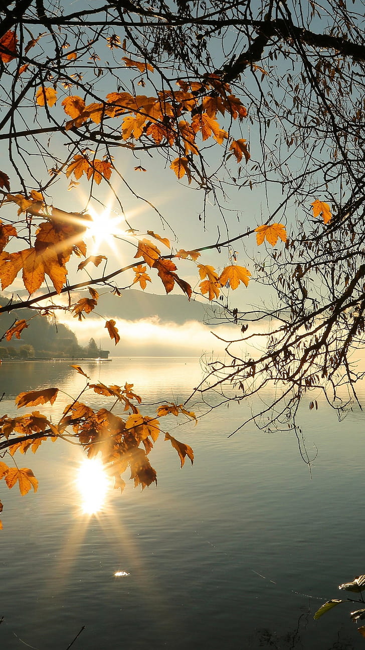 Sunbeams, Maple Tree phone wallpaper