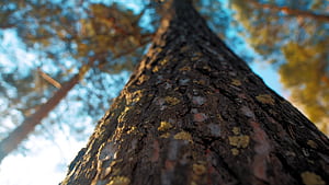 Trunk, Pine Trees wallpaper