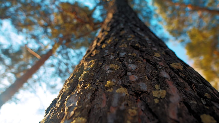 Trunk, Pine Trees wallpaper