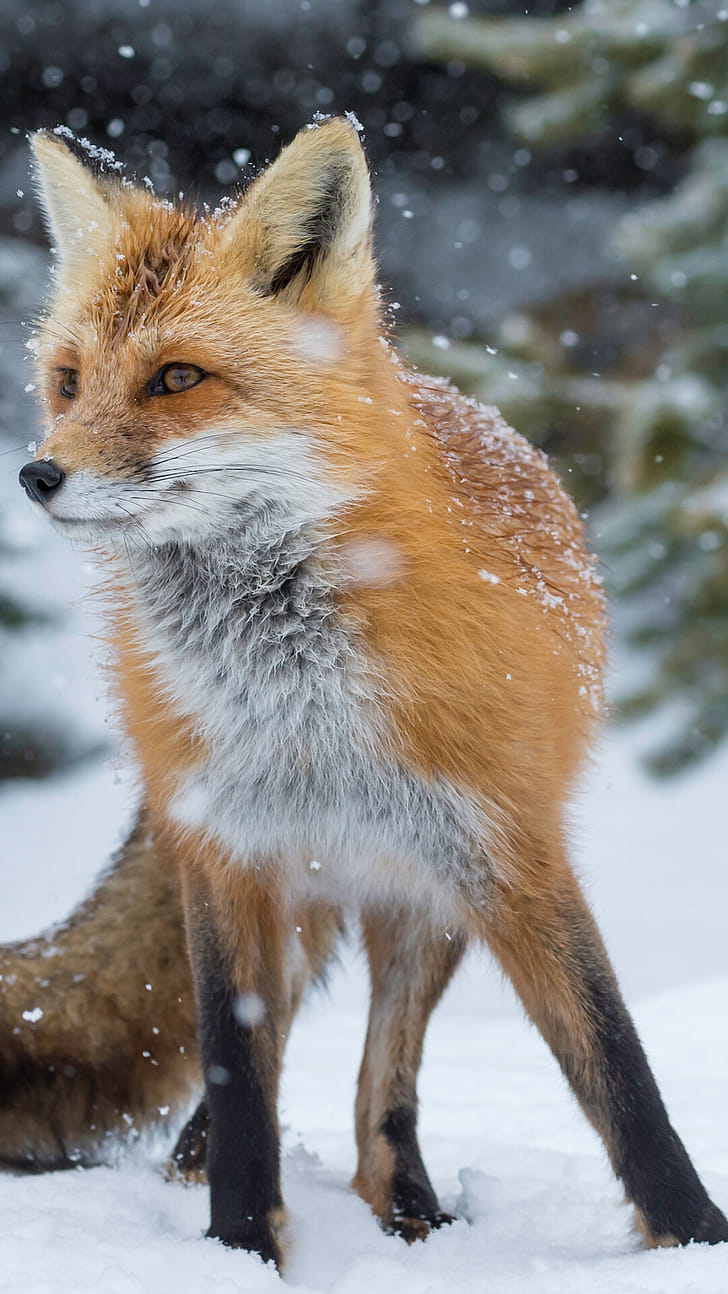 Alpha coders, s available, Dynamic fox , High resolution phone wallpaper