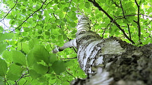 Looking up, Birch tree wallpaper