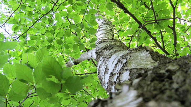 Looking up, Birch tree wallpaper