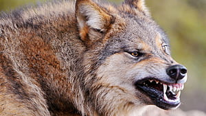 Roar, Wolves wallpaper