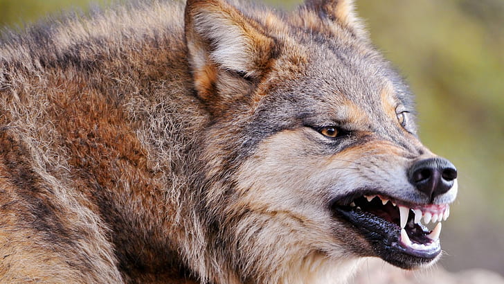 Roar, Wolves wallpaper