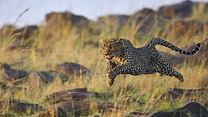 Animals leopard ,  backgrounds wallpaper