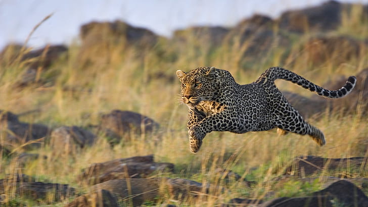 Animals leopard ,  backgrounds wallpaper
