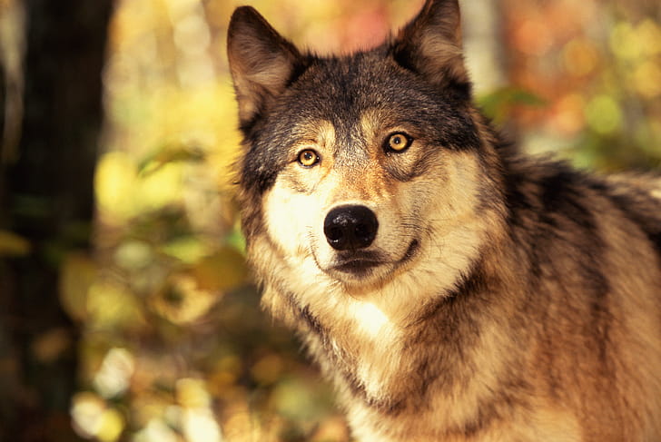 Gray Wolf, Body structure, Wolves wallpaper