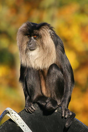 Monkey, black monkey, animal evolution, evolutionary traits phone wallpaper