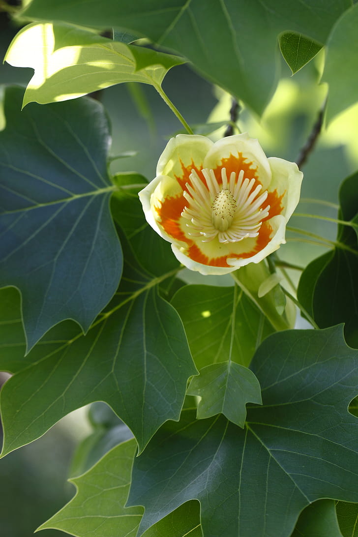 Native Tulip Tree, Natorps phone wallpaper