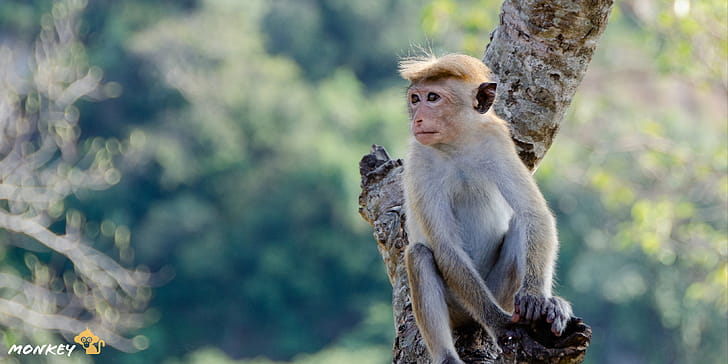 Monkey, , animal graphy, monkey lovers wallpaper
