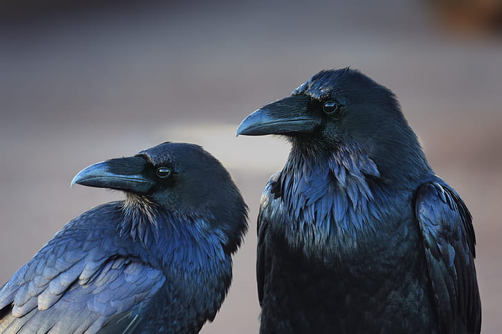 Couple, Crows wallpaper