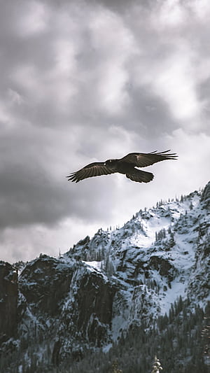 Animal, eagle phone wallpaper