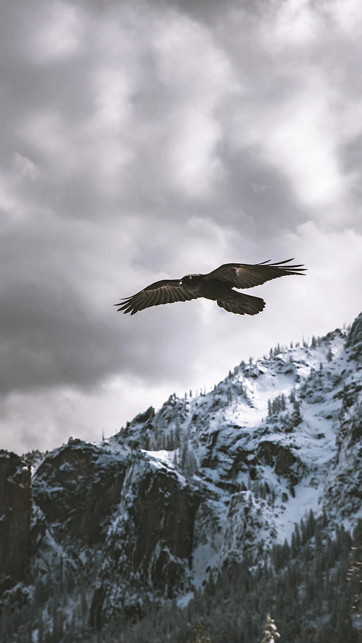 Animal, eagle phone wallpaper