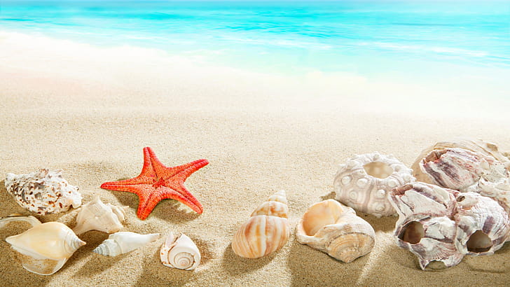Sea shells, Starfish wallpaper