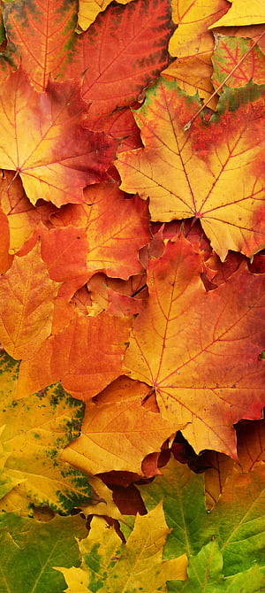 fall, nature, leaf phone wallpaper