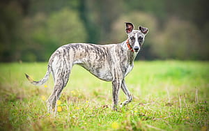 Brindle, Whippets wallpaper