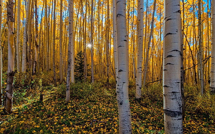 Forest, Aspen Tree wallpaper
