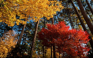 Forest, Maple Tree wallpaper