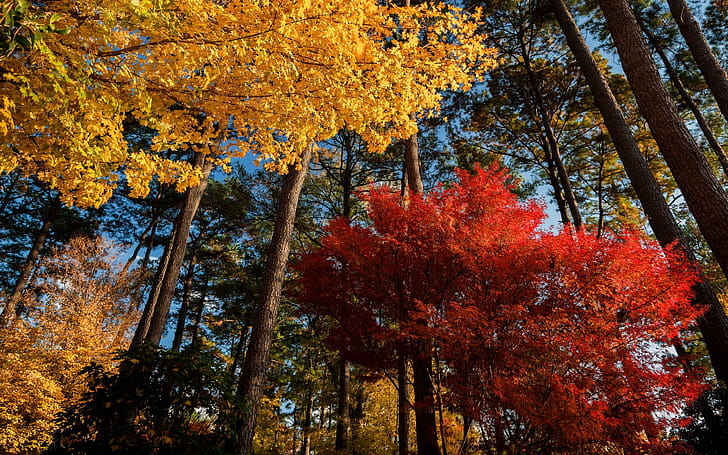 Forest, Maple Tree wallpaper