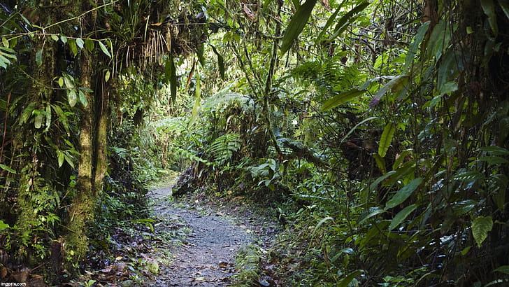 Path, Amazon Rain Forest wallpaper