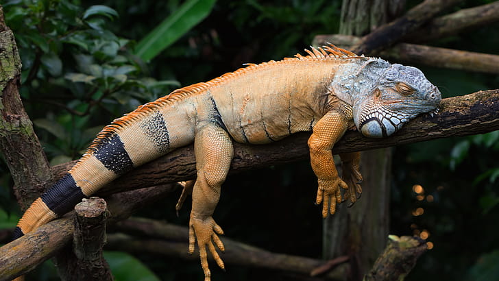 Sleeping, Iguana wallpaper