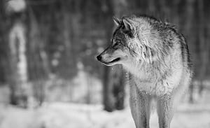 Gray Wolf,  wolf wallpaper