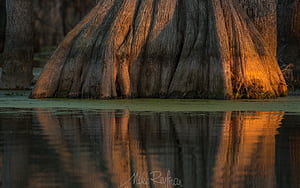 Trunk, Cypress Tree wallpaper
