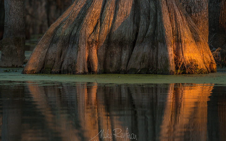 Trunk, Cypress Tree wallpaper