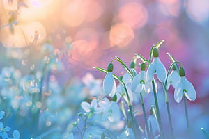 flower wallpaper