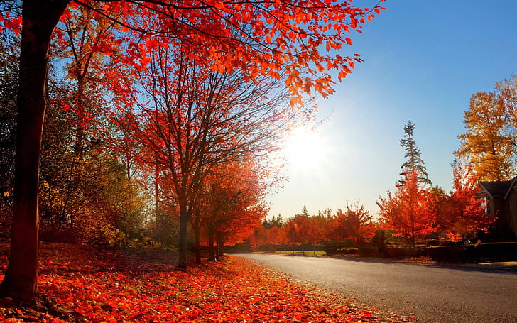 Road,  , Fall, Tree wallpaper