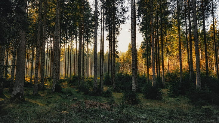Pine Tree, wallpaper