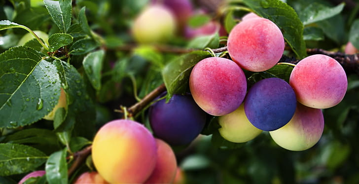 Plum fruit, Striking background,  for , YL Computing wallpaper