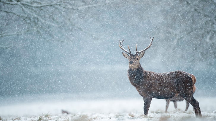 Deer, Snowfall wallpaper
