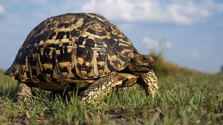 Leopard tortoise, Turtles wallpaper