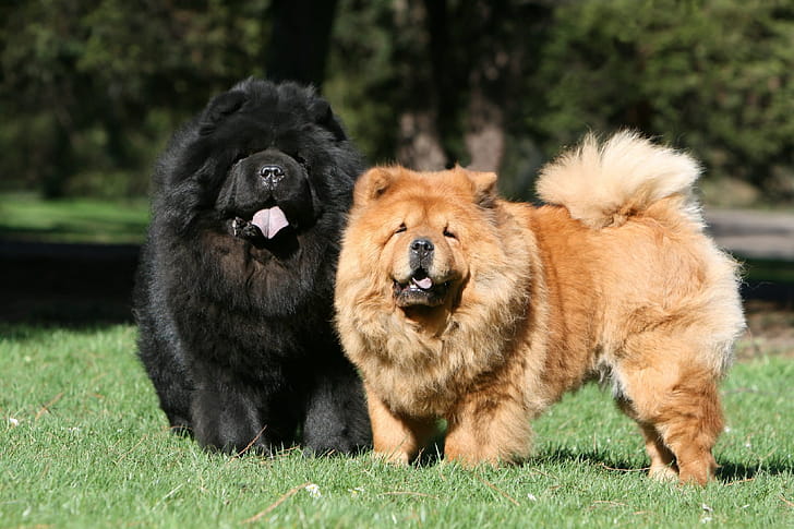 Couple, Chow Chow wallpaper